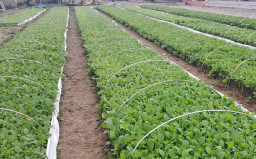 Perusahaan Rokok di Sumenep Beri Dampak Positif ke Petani Lokal