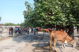 Tekan Penularan PMK, Pasar Hewan Ternak di Ponorogo Masih Ditutup