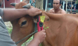 Cegah PMK, Pemkab Bangkalan Terjunkan 54 Petugas Pasang Eartag Sapi