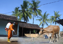 Pemkab Situbondo Larang Ternak Sapi Luar Daerah Masuk Pasar Hewan