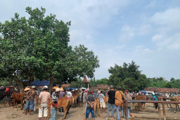 Sempat Ditutup 10 Hari, Pasar Hewan di Lumajang Kembali Dibuka