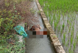 2 Hari Berturut-turut, Dua Mayat Korban Pembunuhan Ditemukan di Megaluh Jombang