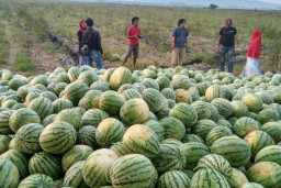 Berkah Ramadhan, Petani Melon dan Semangka di Bojonegoro Banjir Cuan