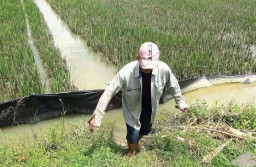 Terendam Banjir, Hektaran Lahan Padi di Lamongan Terancam Gagal Panen