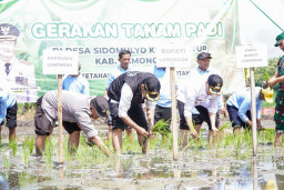 Wujudkan Swasembada Pangan, Bupati Lamongan Tanam Padi MT II