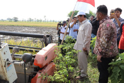 Menteri Pertanian Apresiasi Produksi Tinggi Gabah di Panen Raya Gresik 