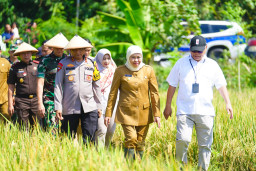 Khofifah Pimpin Panen Raya Serentak Jatim, Produksi Padi Naik 18 Persen