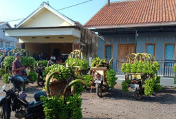 Tiap Panen, Petani Pisang Cavendish di Lumajang Raup Cuan Rp60 Juta