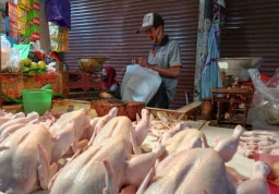 Harga Daging Ayam dan Telur Ayam di Kota Malang Meroket, Pembeli Resah