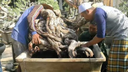Miliki Hobi Menyenangkan, Budidaya Bonsai di Sumenep Raup Cuan Miliaran