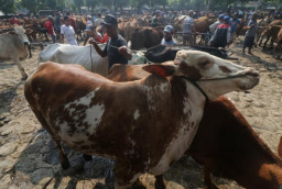 Jelang Idul Adha, DKP2P Tuban Perketat Pengawasan Hewan Kurban