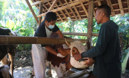 Jelang Idul Adha, DPKH Tulungagung Pastikan Capaian Vaksin PMK Tembus 80 Persen