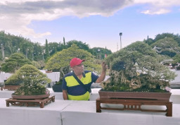 Gresik Gelar Pameran dan Kontes Tanaman Bonsai Tingkat Nasional
