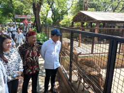 Baca juga : Menteri LHK Tinjau KBS, Soroti Standar Lahan dan Kesejahteraan Satwa