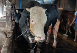 Oreo, Sapi Kurban Presiden Prabowo Jenis Belgian Blue 1,2 Ton Asal Lamongan