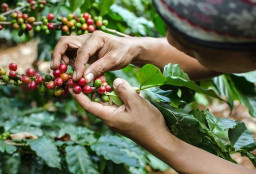 Musim Panen Kopi, Pemkab Jember Komitmen Berikan Pendampingan Petani