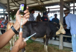 Pemkab Malang Sediakan 39.500 Dosis Vaksin PMK Jelang Idul Adha