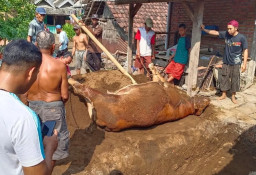 Ternak Mati Gegara PMK, Pemkab Pacitan Beri Kompensasi Rp 2,5 Juta