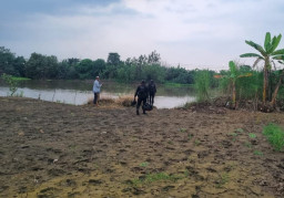 Penemuan 3 Buah Bom Mortir Aktif Hebohkan Warga Jombang saat Mancing