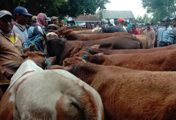Peternak Sapi di Jombang Resah, Daya Beli Masyarakat Menyusut Jelang Idul Adha