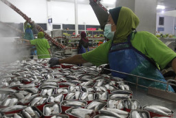 Produsen Ikan Kaleng di Banyuwangi Naik Kelas, Masuk Pasar Ekspor