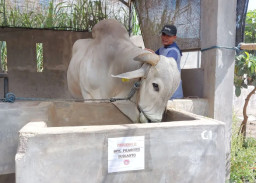 Jelang Idul Adha, Presiden Prabowo Beli Sapi Bobot 893 Kilogram Milik Warga Kediri