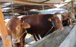 Berkah Idul Adha, Sapi Simmental dan Limousin di Jombang Laris Manis