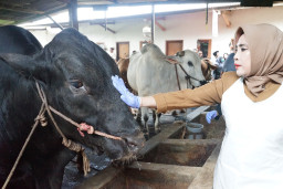 Kabupaten Sidoarjo Terima Satu Ekor Sapi Seberat 1,08 Ton dari Presiden Prabowo Subianto