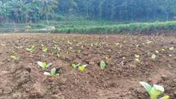Cuaca Ekstrem, Luas Tanam Tembakau di Jombang Diprediksi Menyusut