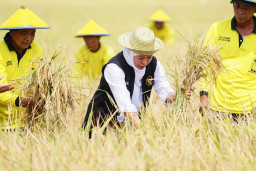 Khofifah Berhasil Kuatkan Pertanian Demi Swasembada Pangan, Jatim Surplus 3 Juta Ton Beras