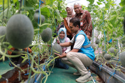 Kebun Gizi Wagos Binaan PLN Peduli, Tingkatan Ekonomi Srikandi Kelompok Tani Lokal