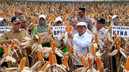 Jagung Rekayasa Genetik Lamongan Lebih Menguntungkan, Tak Perlu Sertifikat Karena Halal 100 Persen