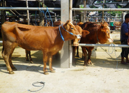 DKPP Kota Blitar Sidak Mendadak, Temukan Sapi LSD - Kambing Cacingan