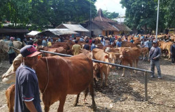 H-2 Idul Adha, Harga Sapi Kurban di Pasar Jetis Ponorogo Alami Penurunan