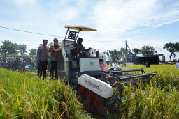 Berkat Terobosan Mas Dhito, Petani Kembali Bersemangat Tanam Padi