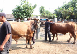 Ramai Pembeli Jelang Idul Adha, Penjualan Sapi di Ponorogo Panen Cuan
