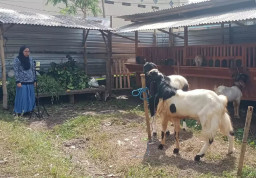 Cara Unik Peternak di Malang Jual Hewan Kurban Lewat Live Streaming Jelang Idul Adha