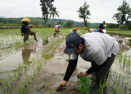 Serapan Gabah di Jombang Tembus Target 100 Persen, Realisasi Terbaik se-Jatim