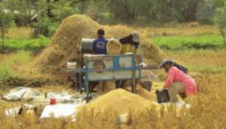 Petani di Trenggalek Sumringah, Gabah di Borong Bulog