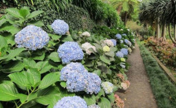 Cuaca Ekstrem, Petani Hortensia Kota Batu Terancam Gagal Panen