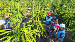 Dukung Ekonomi Kerakyatan, PLN Elektrifikasi Petani Buah Naga di Banyuwangi