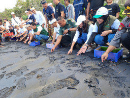 PLN UIT JBM Berikan Bantuan Fasilitas Konservasi Penyu di Bali Melalui Program TJSL