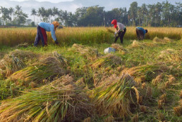 Hasil Panen Anjlok, Petani di Trenggalek Pilih Simpan Hasil Gabah