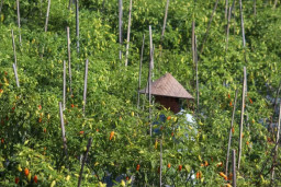 Meski Harga Cabai Murah, Permintaan Benih di Banyuwangi Justru Melonjak