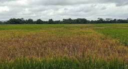 Gegara Hama Wereng, Ratusan Hektare Sawah Padi di Trenggalek Terancam Gagal Panen