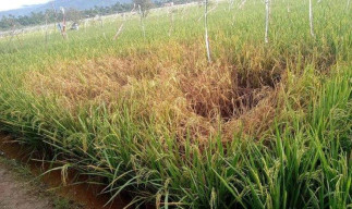 Terancam Gagal Panen, 652 Hektare Tanaman Padi Diserang Hama Wereng