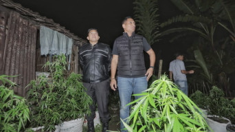 Polres Blitar Kota Ungkap Ratusan Tanaman Ganja Usai Kerusuhan Massal