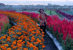 Destinasi Wisata Edukasi Pertanian di Hamparan Bunga Marigold di Lumajang