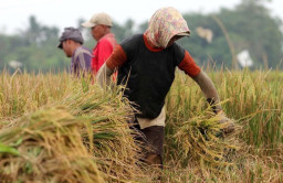 DKPP Ngawi Catat Surplus Produksi Padi per Agustus, Tembus 5.855 Ton GKG