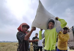 Sempat Anjlok, Petani Jombang Sumringah Harga Gabah Melonjak Lagi